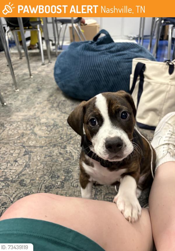 Found/Stray Male Dog last seen I-24 & Old Hickory Blvd (exit 62), Nashville, TN 37013
