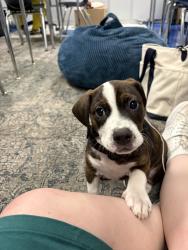 Found/Stray Male Dog last seen I-24 & Old Hickory Blvd (exit 62), Nashville, TN 37013