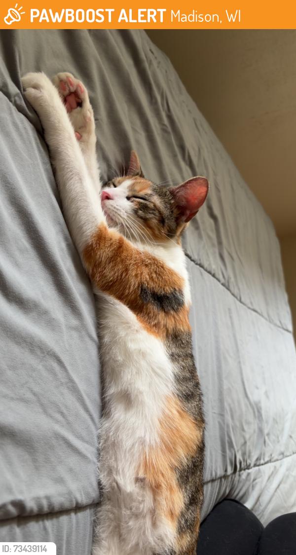 Found/Stray Female Cat last seen Northside Lounge, Madison, WI 53704