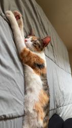 Found/Stray Female Cat last seen Northside Lounge, Madison, WI 53704