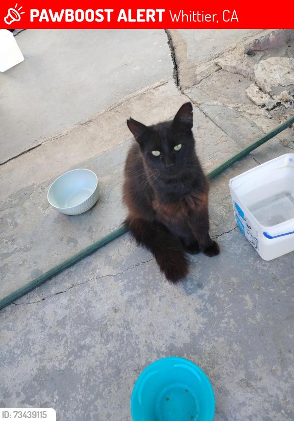Lost Male Cat last seen Broadway, Whittier, CA 90604