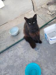 Lost Male Cat last seen Broadway, Whittier, CA 90604