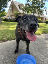 Reunited Female Dog last seen Monticeto Ln, Meadows Place, TX, USA, Meadows Place, TX 77099