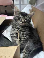 Lost Male Cat last seen none, Richmond, CA 94801