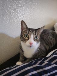 Lost Male Cat last seen Pelican Hill Rd, San Diego, CA 92139