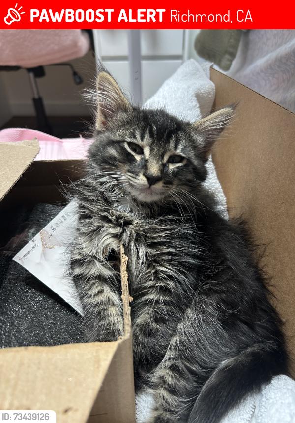 Lost Male Cat last seen none, Richmond, CA 94801