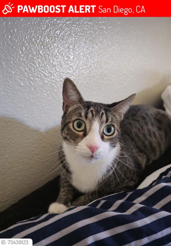 Lost Male Cat last seen Pelican Hill Rd, San Diego, CA 92139