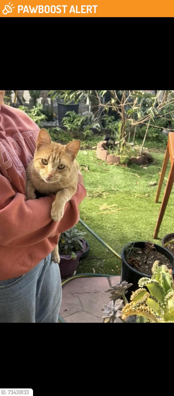 Found/Stray Female Cat last seen Donaldson way, American Canyon, CA 94503