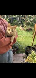 Found/Stray Female Cat last seen Donaldson way, American Canyon, CA 94503