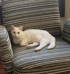 Reunited Female Cat last seen MANCUNIAN & FOUNDERS WAY, Douglasville, GA 30135