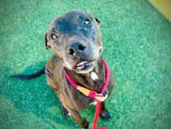 Shelter Stray Male Dog last seen , 2769 Conroy Rd, Orlando, FL 32839, USA