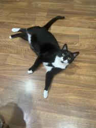 Lost Male Cat last seen Cross roads are Brandywine and Wayne street. Near Everhart Park., West Chester, PA 19382