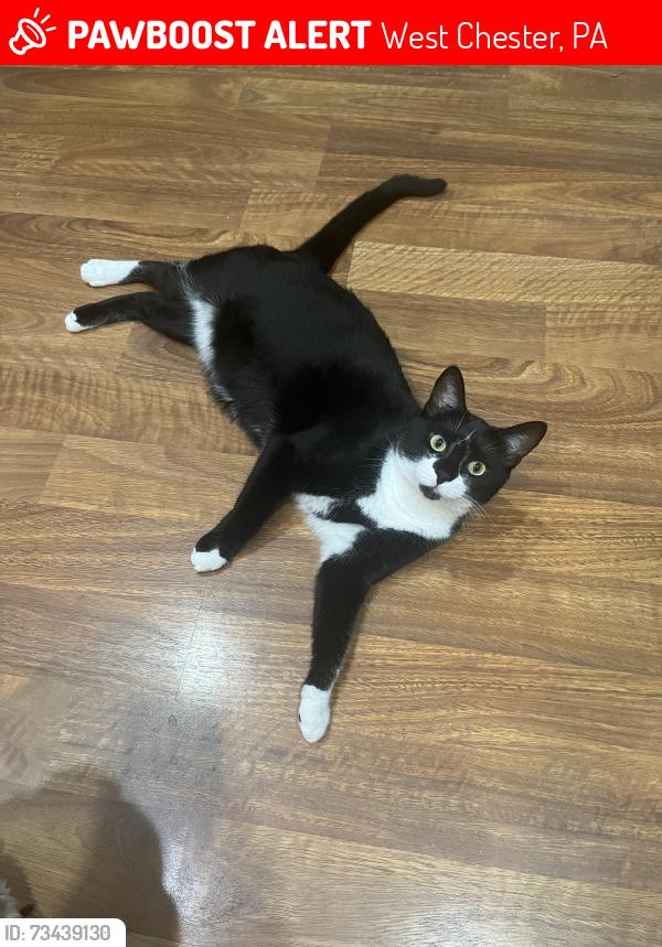Lost Male Cat last seen Cross roads are Brandywine and Wayne street. Near Everhart Park., West Chester, PA 19382