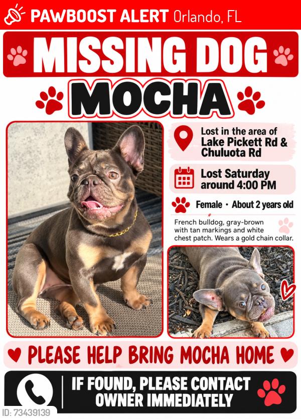 Lost Female Dog last seen Lake Pickett rd, Orlando, FL 32820