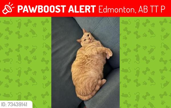 Lost Male Cat last seen Near 85 ave nw, Edmonton, AB T5T 0P7