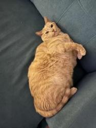 Lost Male Cat last seen Near 85 ave nw, Edmonton, AB T5T 0P7