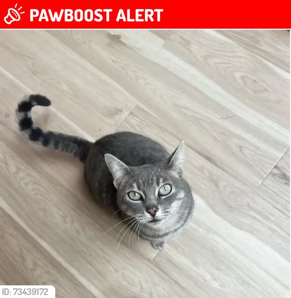 Lost Female Cat last seen Near sonado road, pebble beach, Del Monte Forest, CA 93953
