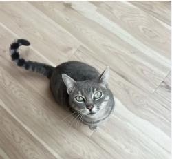 Lost Female Cat last seen Near sonado road, pebble beach, Del Monte Forest, CA 93953