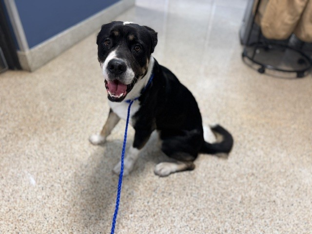 Shelter Stray Male Dog last seen Near BLOCK NW 158 ST, 3599 NW 79th Ave, Doral, FL 33122, USA