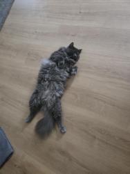 Reunited Male Cat last seen La Palma Community Center, La Palma, CA 90623
