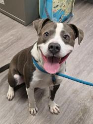 Shelter Stray Male Dog last seen WEST ALTON, 4850 Mid Rivers Mall Dr, St Peters, MO 63376, USA