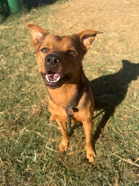 Shelter Stray Male Dog last seen Near BLOCK PRENTICE ST, 3528 Newburg Rd, Louisville, KY 40218, USA