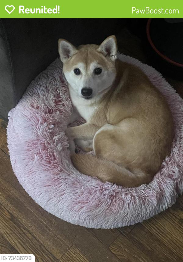 Reunited Female Dog last seen Lillie ave Braddock Pa, Braddock, PA 15104