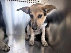 Shelter Stray Male Dog last seen S 67TH AVE AND W LOWER BUCKEYE, 2500 S 27th Ave, Phoenix, AZ 85009, USA