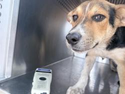 Shelter Stray Male Dog last seen S 67TH AVE AND W LOWER BUCKEYE, 2500 S 27th Ave, Phoenix, AZ 85009, USA