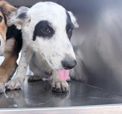 Shelter Stray Male Dog last seen S 67TH AVE AND W LOWER BUCKEYE, 2500 S 27th Ave, Phoenix, AZ 85009, USA