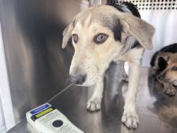 Shelter Stray Female Dog last seen S 67TH AVE AND W LOWER BUCKEYE, 2500 S 27th Ave, Phoenix, AZ 85009, USA