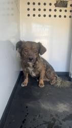 Shelter Stray Male Dog last seen Near BLK COTTONWOOD, BAKERSFIELD, CA, 201 S Mt Vernon Ave, Bakersfield, CA 93307, USA