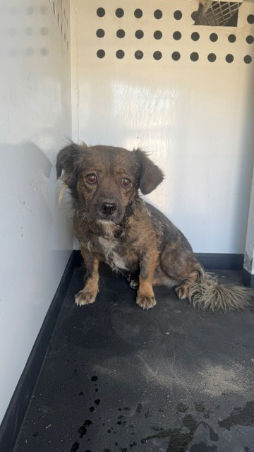 Shelter Stray Male Dog last seen Near BLK COTTONWOOD, BAKERSFIELD, CA, 201 S Mt Vernon Ave, Bakersfield, CA 93307, USA
