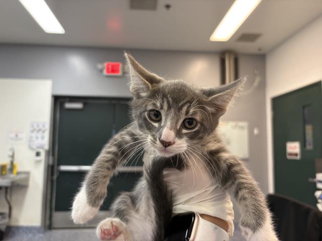 Shelter Stray Male Cat last seen WALMART 5601 RAMON RD, PALM SPRINGS, CA 92264, 72050 Pet Land Pl, Thousand Palms, CA 92276, USA