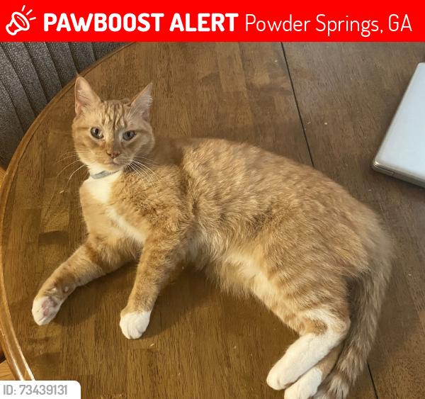 Lost Male Cat last seen Brownsville road & highway 92, Powder Springs, GA 30127