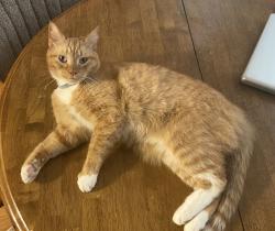 Lost Male Cat last seen Brownsville road & highway 92, Powder Springs, GA 30127