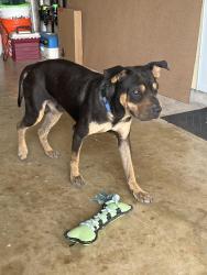 Lost Male Dog last seen 248, Peach Rose ct, Brownsville, TX 78520
