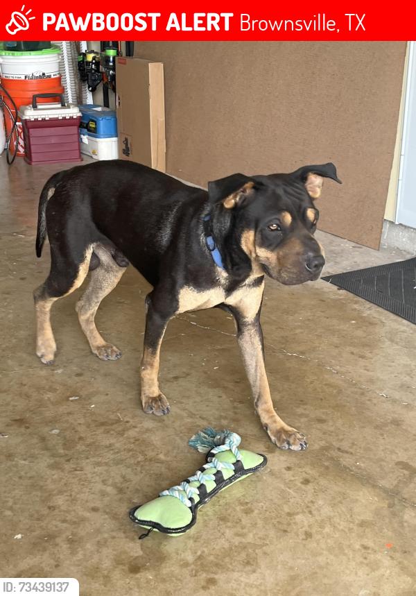 Lost Male Dog last seen 248, Peach Rose ct, Brownsville, TX 78520