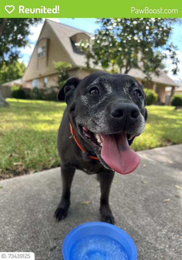Reunited Female Dog last seen Monticeto Ln, Meadows Place, TX, USA, Meadows Place, TX 77099