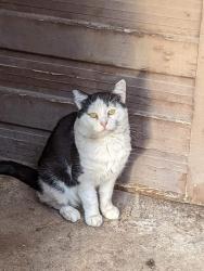 Reunited Male Cat last seen Near south, West Valley City, UT 84120