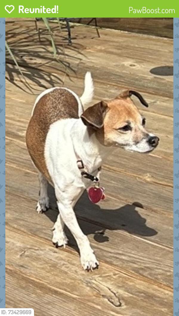 Reunited Female Dog last seen Zimmer and Pierce, Hocking Park, Lancaster, OH 43130