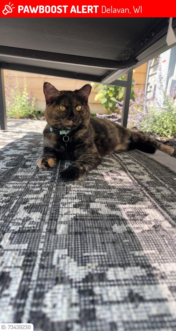 Lost Female Cat last seen Whispering Pines Drive, Delavan, WI, USA, Delavan, WI 53115