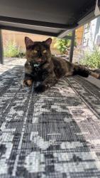 Lost Female Cat last seen Whispering Pines Drive, Delavan, WI, USA, Delavan, WI 53115