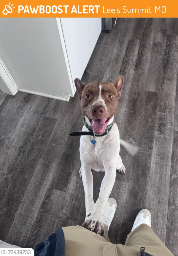 Found/Stray Male Dog last seen Applewood Street, Lee’s Summit, MO, Lee's Summit, MO 64063