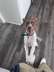 Found/Stray Male Dog last seen Applewood Street, Lee’s Summit, MO, Lee's Summit, MO 64063