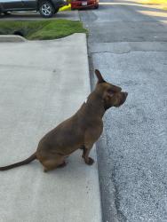 Reunited Male Dog last seen Button St., Houston, TX 77009
