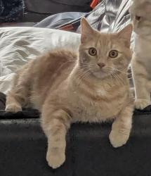 Lost Male Cat last seen Rue des Dahlias, Vaudreuil-Dorion, QC J7V 0V9