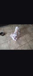 Lost Female Dog last seen Lakemont Neighborhood, Perrysburg, OH 43551