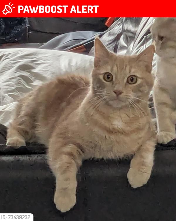 Lost Male Cat last seen Rue des Dahlias, Vaudreuil-Dorion, QC J7V 0V9