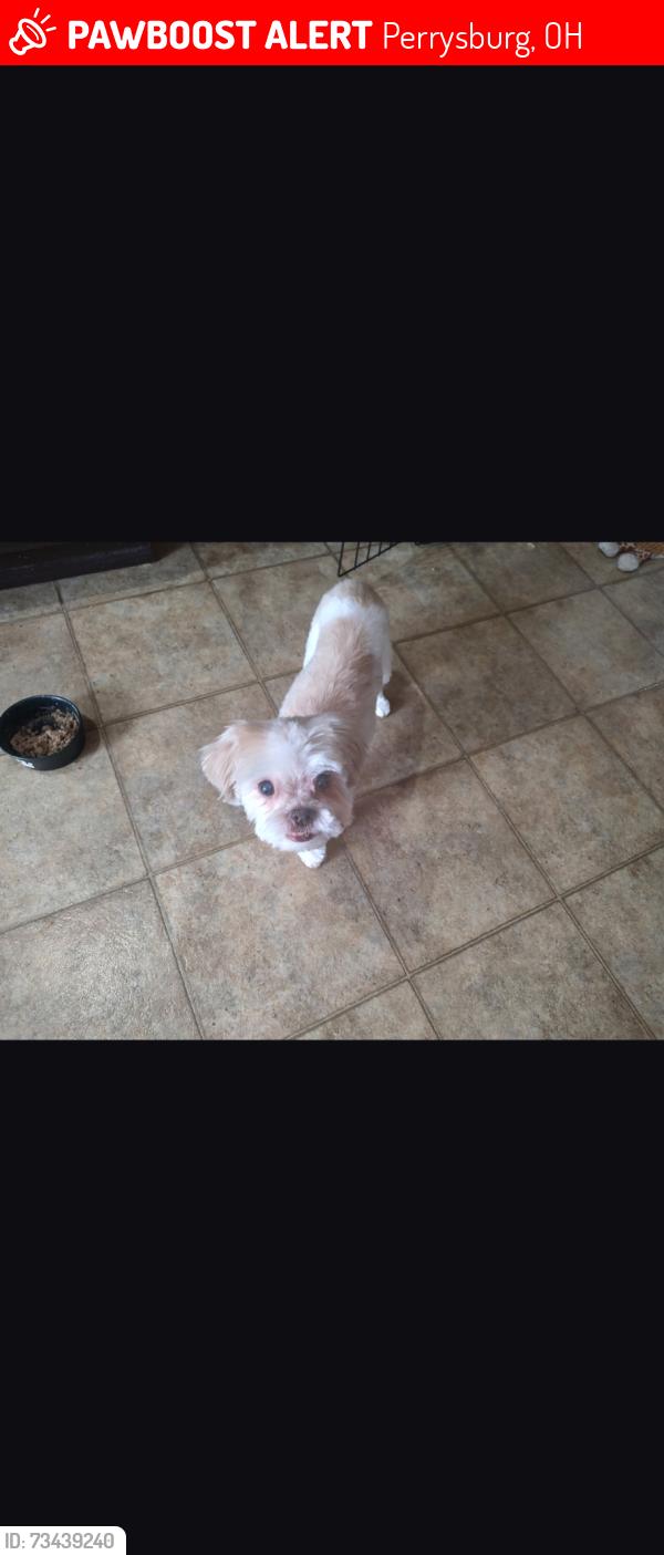 Lost Female Dog last seen Lakemont Neighborhood, Perrysburg, OH 43551